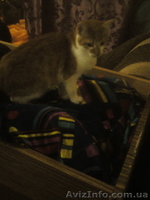 Срочно отдам рыжего котёнка - <ro>Изображение</ro><ru>Изображение</ru> #4, <ru>Объявление</ru> #1593829