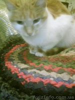 Срочно отдам рыжего котёнка - <ro>Изображение</ro><ru>Изображение</ru> #8, <ru>Объявление</ru> #1593829