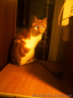 Срочно отдам рыжего котёнка - <ro>Изображение</ro><ru>Изображение</ru> #10, <ru>Объявление</ru> #1593829
