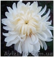 Хризантемы саженцы на весну - <ro>Изображение</ro><ru>Изображение</ru> #4, <ru>Объявление</ru> #1614029