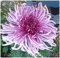 Хризантемы саженцы на весну - <ro>Изображение</ro><ru>Изображение</ru> #3, <ru>Объявление</ru> #1614029