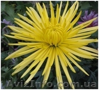 Хризантемы саженцы на весну - <ro>Изображение</ro><ru>Изображение</ru> #2, <ru>Объявление</ru> #1614029
