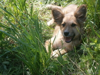 Отдам щенка-девочку людям любящим шивотных - <ro>Изображение</ro><ru>Изображение</ru> #1, <ru>Объявление</ru> #1618045