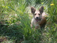 Отдам щенка-девочку людям любящим шивотных - <ro>Изображение</ro><ru>Изображение</ru> #2, <ru>Объявление</ru> #1618045