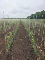 Производим Опоры и колышки  для растений из композитных материалов Polyarm. - <ro>Изображение</ro><ru>Изображение</ru> #5, <ru>Объявление</ru> #1714138