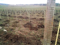 Производим Опоры и колышки  для растений из композитных материалов Polyarm. - <ro>Изображение</ro><ru>Изображение</ru> #1, <ru>Объявление</ru> #1714138