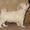 Продается щенок чихуахуа #20290