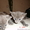 продажа ориентальных котят - <ro>Изображение</ro><ru>Изображение</ru> #3, <ru>Объявление</ru> #55931