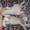  котята девон-рекс с волнистой шерстью - <ro>Изображение</ro><ru>Изображение</ru> #1, <ru>Объявление</ru> #91274