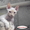  котята девон-рекс с волнистой шерстью - <ro>Изображение</ro><ru>Изображение</ru> #2, <ru>Объявление</ru> #91274