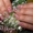 Качественное наращивание ногтей - <ro>Изображение</ro><ru>Изображение</ru> #3, <ru>Объявление</ru> #177957