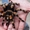 Экзотические пауки-птицееды !!! - <ro>Изображение</ro><ru>Изображение</ru> #3, <ru>Объявление</ru> #281805