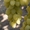 Продам первосортные саженцы винограда - <ro>Изображение</ro><ru>Изображение</ru> #2, <ru>Объявление</ru> #515168