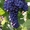 Продам первосортные саженцы винограда - <ro>Изображение</ro><ru>Изображение</ru> #3, <ru>Объявление</ru> #515168