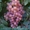 Продам первосортные саженцы винограда - <ro>Изображение</ro><ru>Изображение</ru> #1, <ru>Объявление</ru> #515168