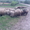 Продам отару овец (баранов) - <ro>Изображение</ro><ru>Изображение</ru> #4, <ru>Объявление</ru> #649474