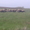 Продам отару овец (баранов) - <ro>Изображение</ro><ru>Изображение</ru> #3, <ru>Объявление</ru> #649474
