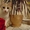 Котики и кошечки в самые добрые руки - <ro>Изображение</ro><ru>Изображение</ru> #1, <ru>Объявление</ru> #780452
