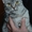 Котики и кошечки в самые добрые руки - <ro>Изображение</ro><ru>Изображение</ru> #6, <ru>Объявление</ru> #780452