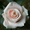 Саженцы роз для Вашего сада! - <ro>Изображение</ro><ru>Изображение</ru> #3, <ru>Объявление</ru> #935557