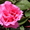 Саженцы роз для Вашего сада! - <ro>Изображение</ro><ru>Изображение</ru> #1, <ru>Объявление</ru> #935557