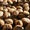 Орех Грецкий,фасоль,семена тыквы - <ro>Изображение</ro><ru>Изображение</ru> #2, <ru>Объявление</ru> #960505