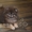 VIP Щеночки карликового померанского шпица высокого качества Тип-Мишки! - <ro>Изображение</ro><ru>Изображение</ru> #5, <ru>Объявление</ru> #955000