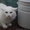 Шикарный белоснежный молодой котик мечтает о доме!!   #1022943