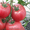 помидоры серии Сибирский сад  Русская Тройка #1023991