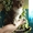 Котенок-девочка в хорошие руки!  - <ro>Изображение</ro><ru>Изображение</ru> #1, <ru>Объявление</ru> #1078988
