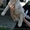 Белые щенки в хорошие руки!!!  - <ro>Изображение</ro><ru>Изображение</ru> #5, <ru>Объявление</ru> #1093916