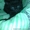 Черный котенок-мальчик ищет любящих хозяев.  #1087592