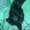 Черный котенок-мальчик ищет любящих хозяев.  - <ro>Изображение</ro><ru>Изображение</ru> #2, <ru>Объявление</ru> #1087592