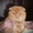 На вязку приглашает шотландский вислоухий кот!! - <ro>Изображение</ro><ru>Изображение</ru> #2, <ru>Объявление</ru> #1092203