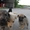 Шесть прекрасных щенков ищут дом!  - <ro>Изображение</ro><ru>Изображение</ru> #1, <ru>Объявление</ru> #1086263