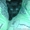 Черный котенок-мальчик ищет любящих хозяев.  - <ro>Изображение</ro><ru>Изображение</ru> #3, <ru>Объявление</ru> #1087592