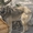 Стерилизованная собачка 8,5 месяцев ищет дом!   - <ro>Изображение</ro><ru>Изображение</ru> #4, <ru>Объявление</ru> #1093292