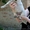 Белые щенки в хорошие руки!!!  - <ro>Изображение</ro><ru>Изображение</ru> #3, <ru>Объявление</ru> #1093916