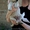 Белые щенки в хорошие руки!!!  - <ro>Изображение</ro><ru>Изображение</ru> #4, <ru>Объявление</ru> #1093916