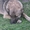 Стерилизованная собачка 8,5 месяцев ищет дом!   - <ro>Изображение</ro><ru>Изображение</ru> #3, <ru>Объявление</ru> #1093292