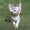 Кудрявые котята девон - рекс - <ro>Изображение</ro><ru>Изображение</ru> #3, <ru>Объявление</ru> #1142480