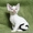 Кудрявые котята девон - рекс - <ro>Изображение</ro><ru>Изображение</ru> #4, <ru>Объявление</ru> #1142480