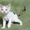 Кудрявые котята девон - рекс - <ro>Изображение</ro><ru>Изображение</ru> #2, <ru>Объявление</ru> #1142480