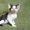 Кудрявые котята девон - рекс - <ro>Изображение</ro><ru>Изображение</ru> #5, <ru>Объявление</ru> #1142480