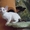 Кудрявые котята девон - рекс #1142480