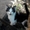 Чудове кошеня в хороші руки (котята, котенок) - <ro>Изображение</ro><ru>Изображение</ru> #5, <ru>Объявление</ru> #1288432