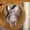 Кошечки Канадского Сфинкса - <ro>Изображение</ro><ru>Изображение</ru> #2, <ru>Объявление</ru> #1305381