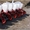 Пропашная сеялка СУПН 8 в Кировограде, Сеялка СУПН 8 -СУ 8 инжекторная,СУ 8 От В - <ro>Изображение</ro><ru>Изображение</ru> #3, <ru>Объявление</ru> #1371418
