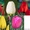 Продам оптом тюльпан к 8-му марта - <ro>Изображение</ro><ru>Изображение</ru> #1, <ru>Объявление</ru> #1380400