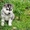 Питомник Сибирских Хаски "ARCTIC DOGS UA" предлагает щенков - <ro>Изображение</ro><ru>Изображение</ru> #3, <ru>Объявление</ru> #1329583